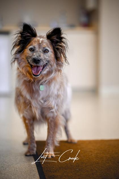 Enlarge Honeybear, a Adoptable mixed breed in Kalispell, MT image 1/3