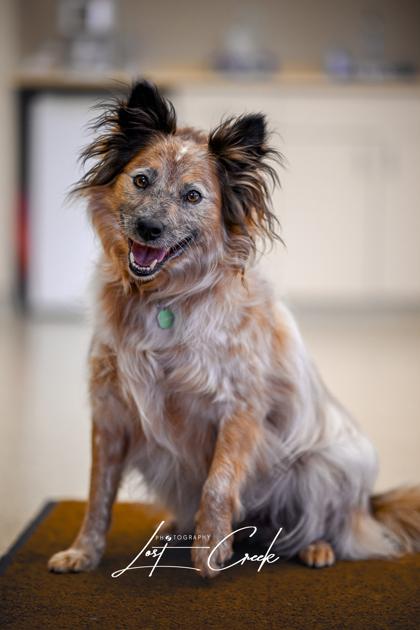 Enlarge Honeybear, a Adoptable mixed breed in Kalispell, MT image 2/3