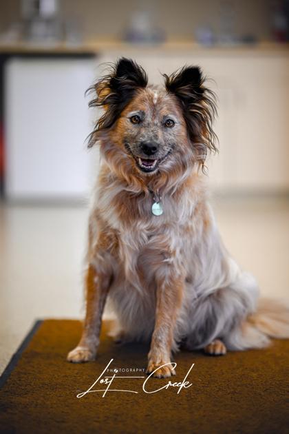 Enlarge Honeybear, a Adoptable mixed breed in Kalispell, MT image 3/3