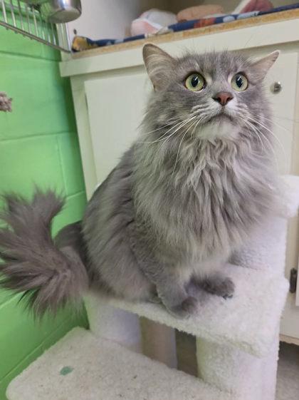 Leah, Adoptable, Adult Female Domestic Short Hair & Domestic Short Hair.