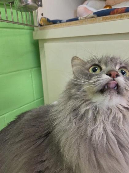 Enlarge Leah, a Adoptable mixed breed in Scottsbluff, NE image 2/3