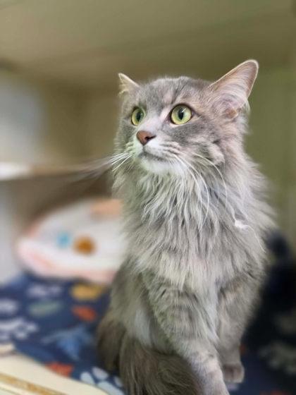 Enlarge Leah, a Adoptable mixed breed in Scottsbluff, NE image 3/3
