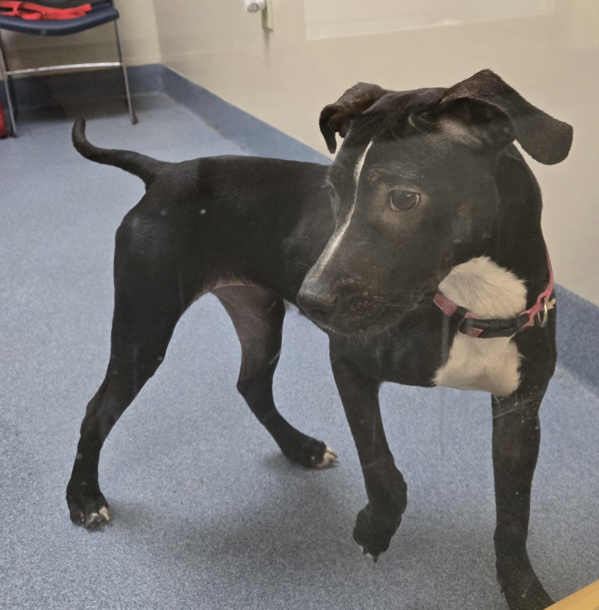 Enlarge Diamond, a ADOPTABLE mixed breed in Suffolk, VA image 2/5