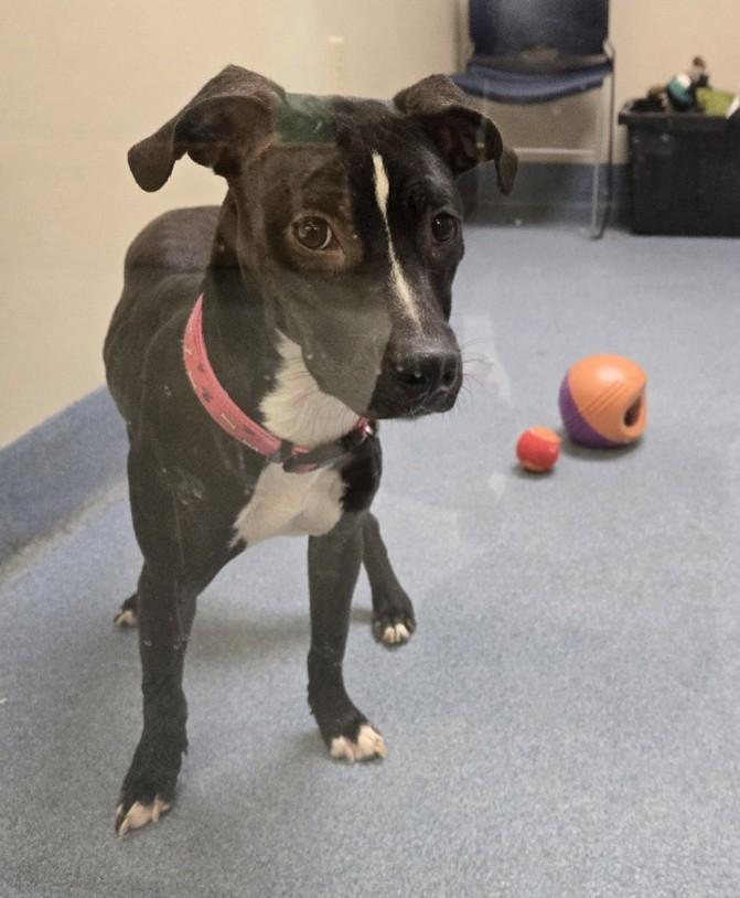 Enlarge Diamond, a ADOPTABLE mixed breed in Suffolk, VA image 5/5