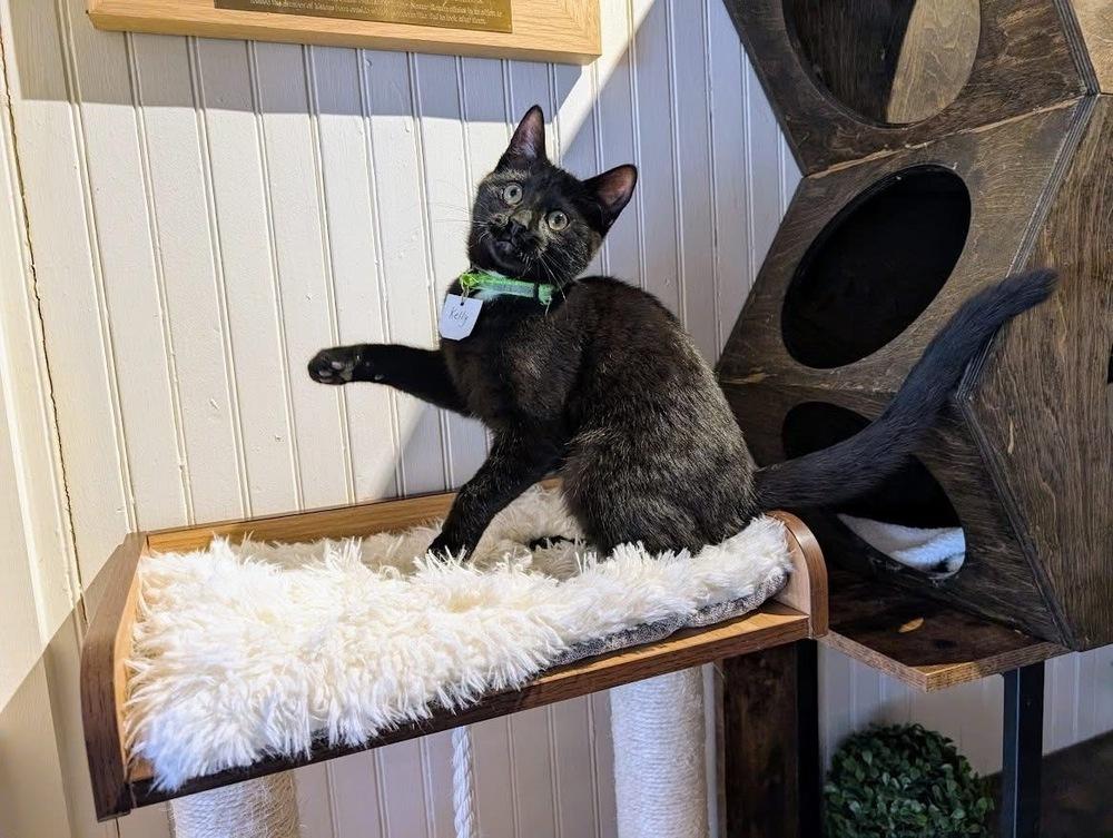 Kelly, Adoptable, Kitten Female Domestic Short Hair.