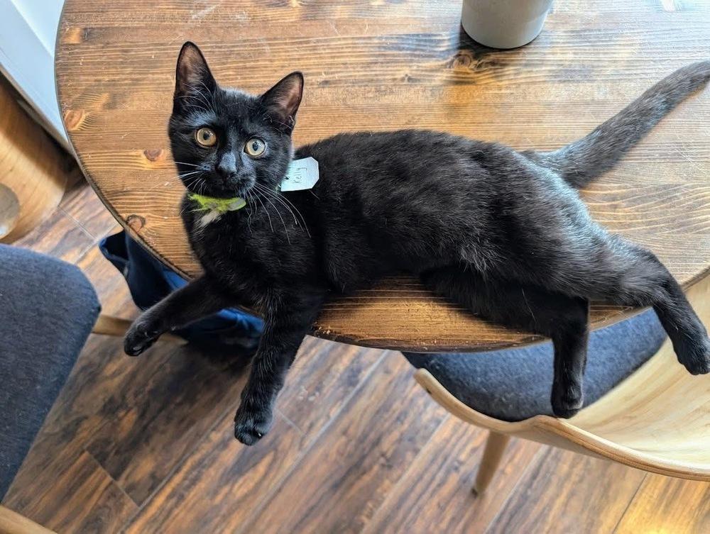 Enlarge Kelly, a Adoptable Domestic Short Hair in Lewisburg, PA image 2/4