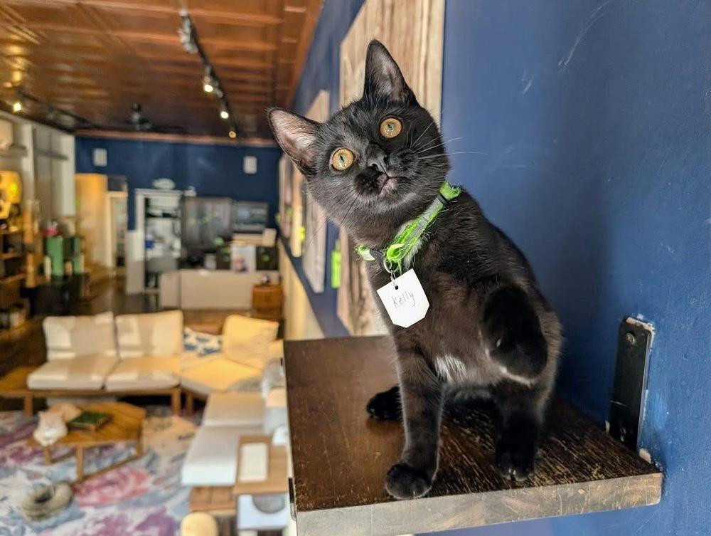 Enlarge Kelly, a Adoptable Domestic Short Hair in Lewisburg, PA image 3/4