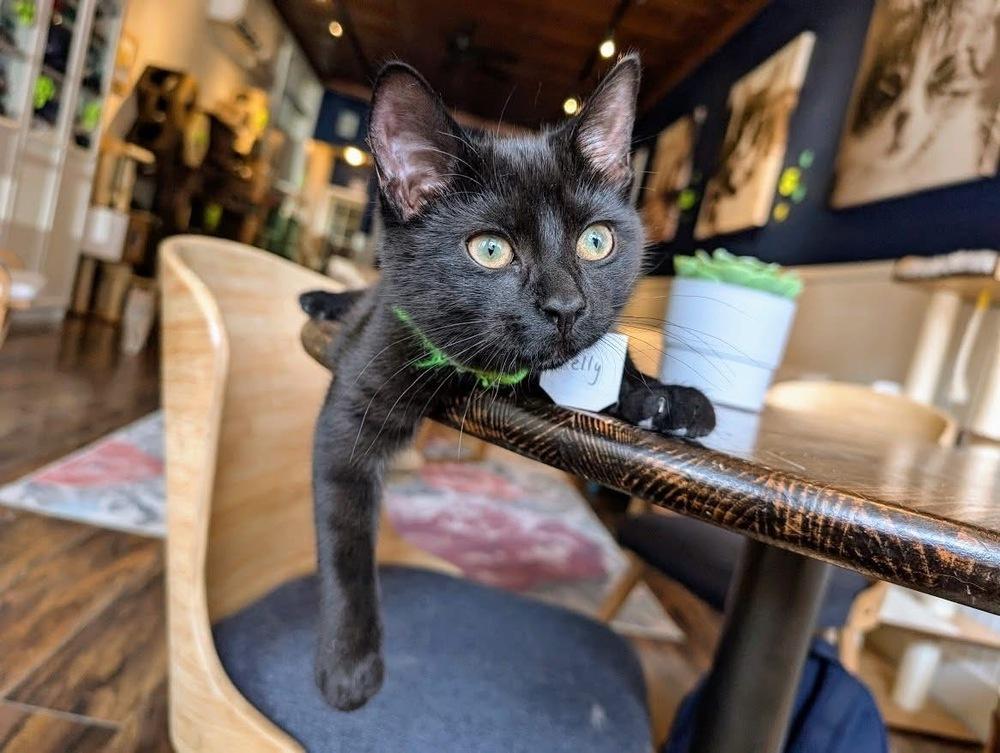 Enlarge Kelly, a Adoptable Domestic Short Hair in Lewisburg, PA image 4/4