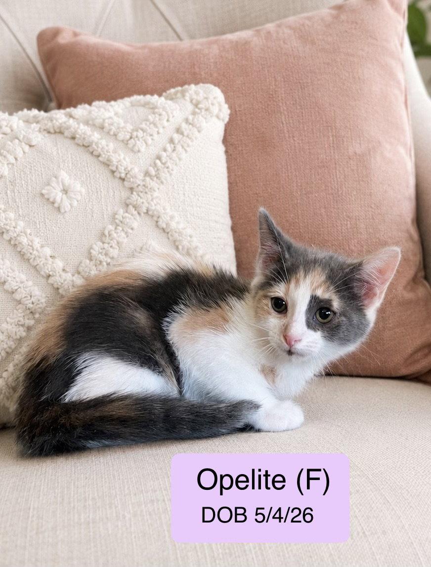Enlarge Opelite, a Adopted mixed breed in Vacaville, CA image 1/1