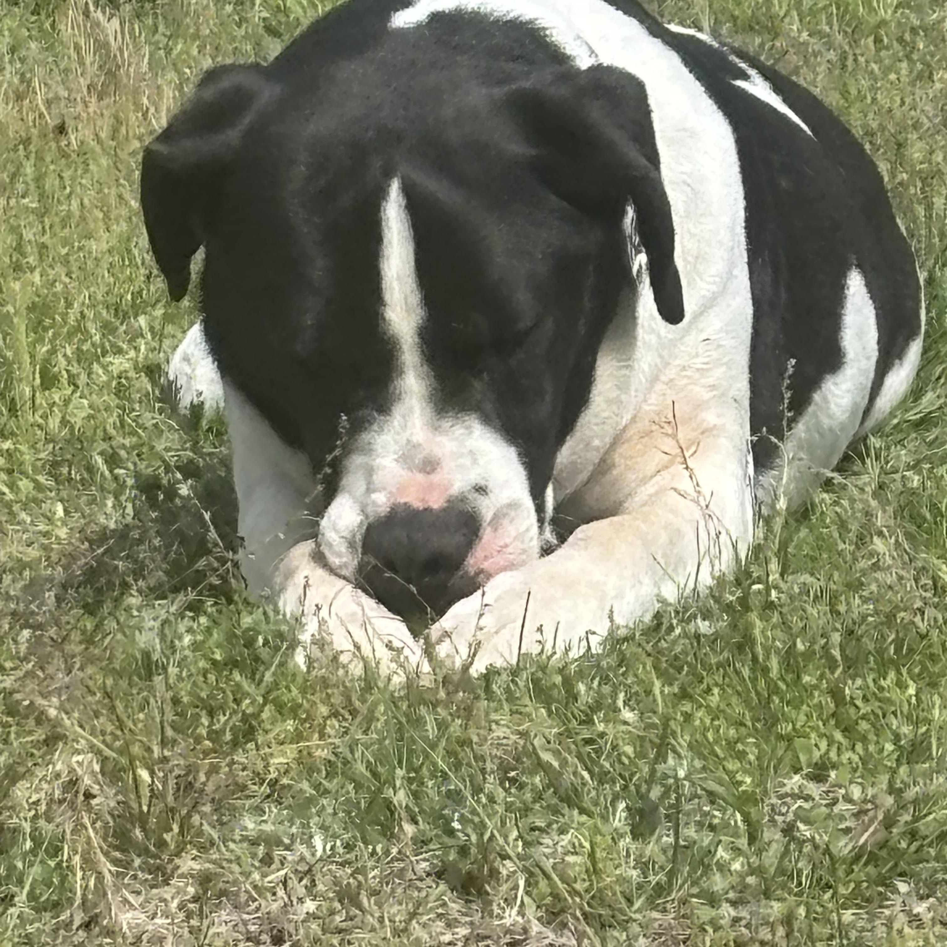 Enlarge Hugo, a ADOPTABLE mixed breed in Cranston, RI image 2/3