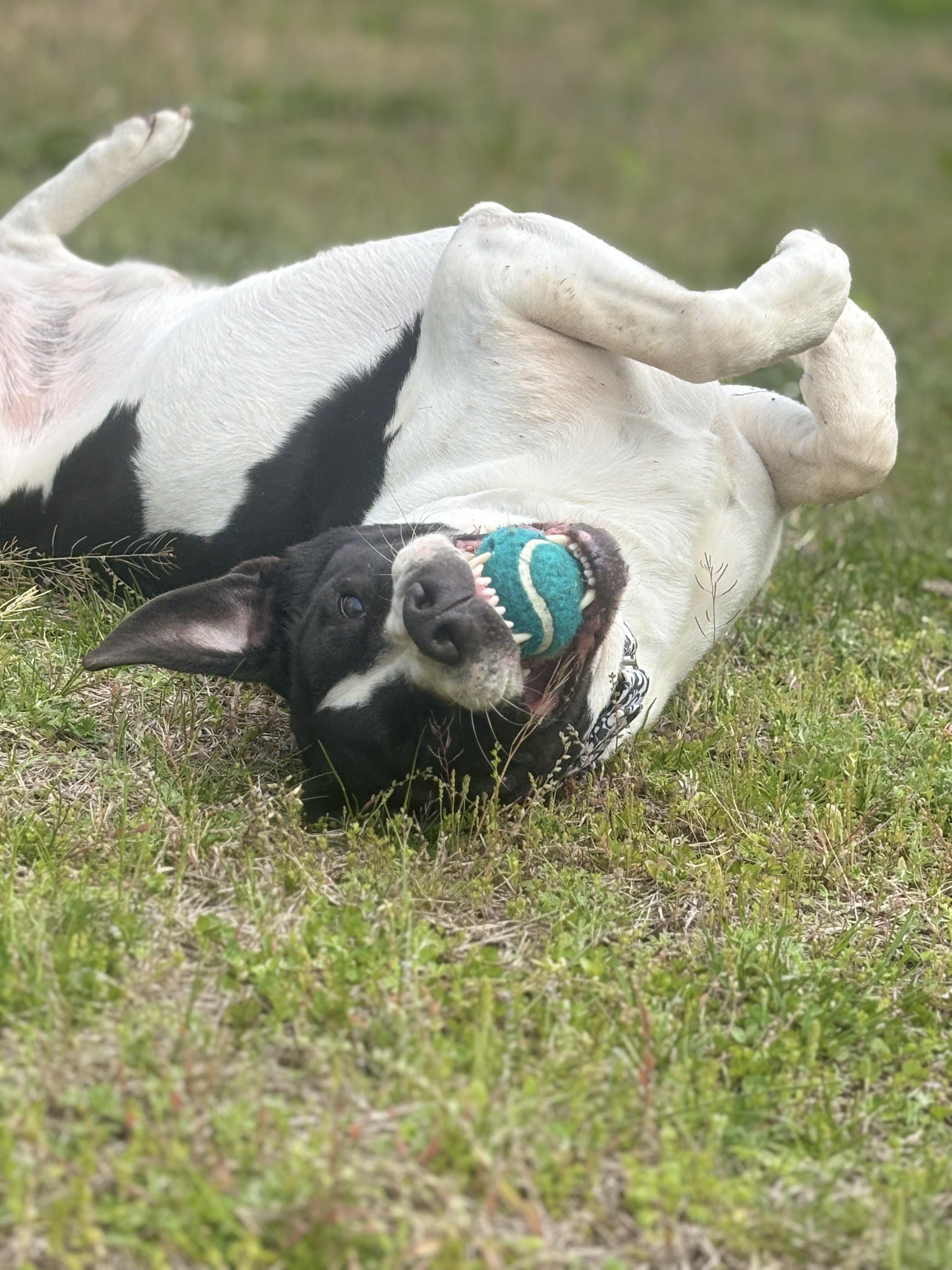 Enlarge Hugo, a ADOPTABLE mixed breed in Cranston, RI image 1/3
