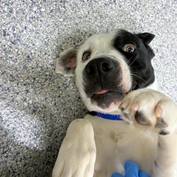 Enlarge Lloyd, a Adoptable mixed breed in Woodinville, WA image 1/6