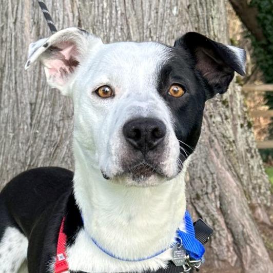 Enlarge Lloyd, a Adoptable mixed breed in Woodinville, WA image 2/6