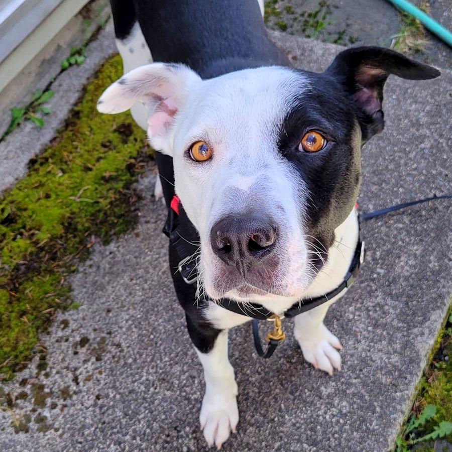 Enlarge Lloyd, a Adoptable mixed breed in Woodinville, WA image 2/6