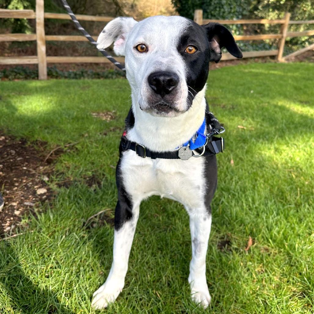 Enlarge Lloyd, a Adoptable mixed breed in Woodinville, WA image 3/6