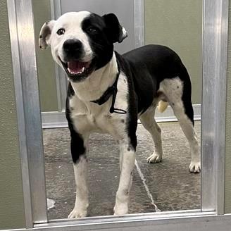 Enlarge Lloyd, a Adoptable mixed breed in Woodinville, WA image 2/6