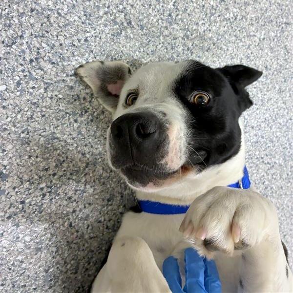 Enlarge Lloyd, a Adoptable mixed breed in Woodinville, WA image 4/6