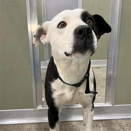 Enlarge Lloyd, a Adoptable mixed breed in Woodinville, WA image 6/6