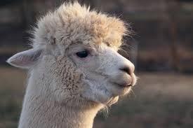 Nacho- not for adoption- multi loc, Adoptable, Baby Female Llama.