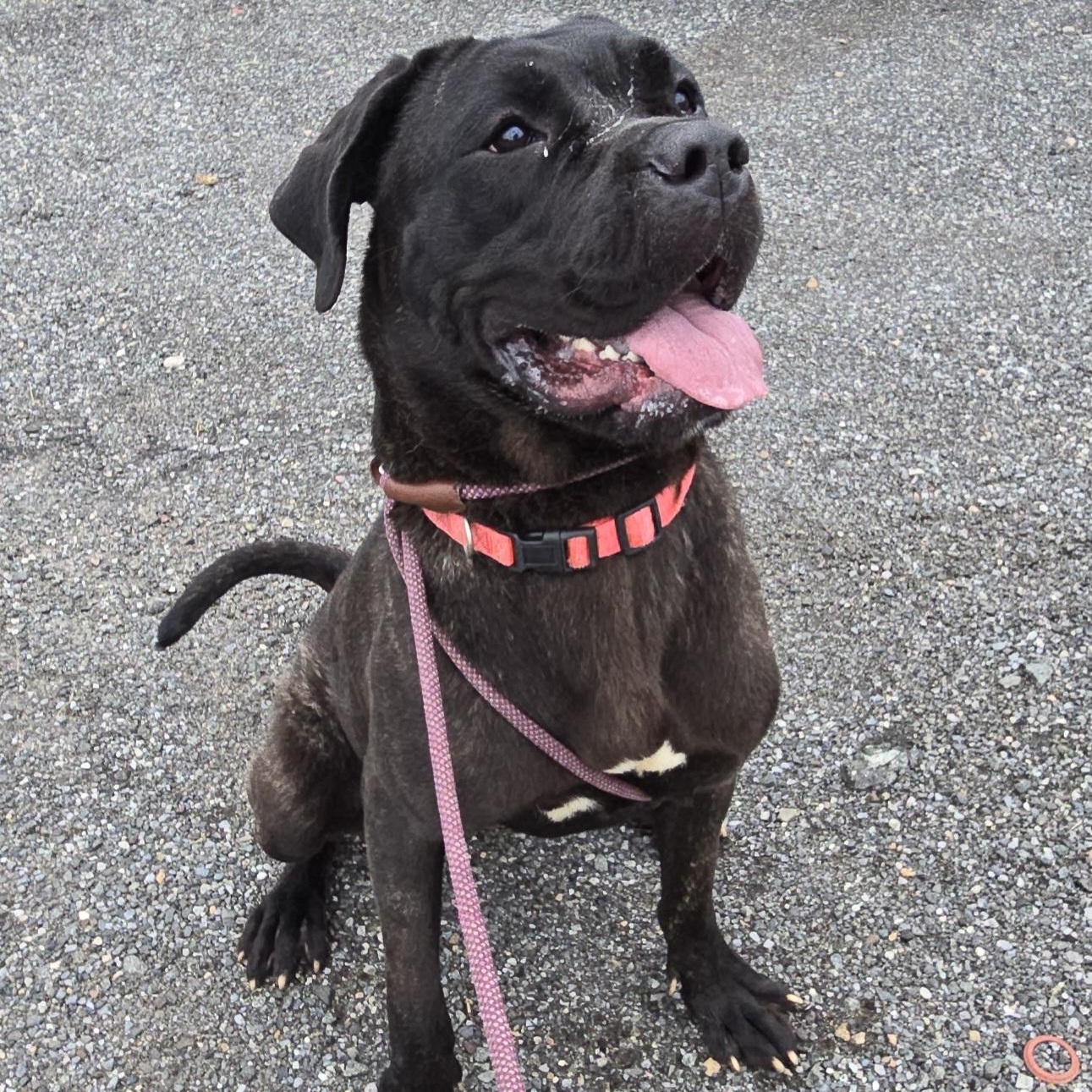 Lulu, an adoptable Bullmastiff in Trenton, NJ, 08609 | Photo Image 1