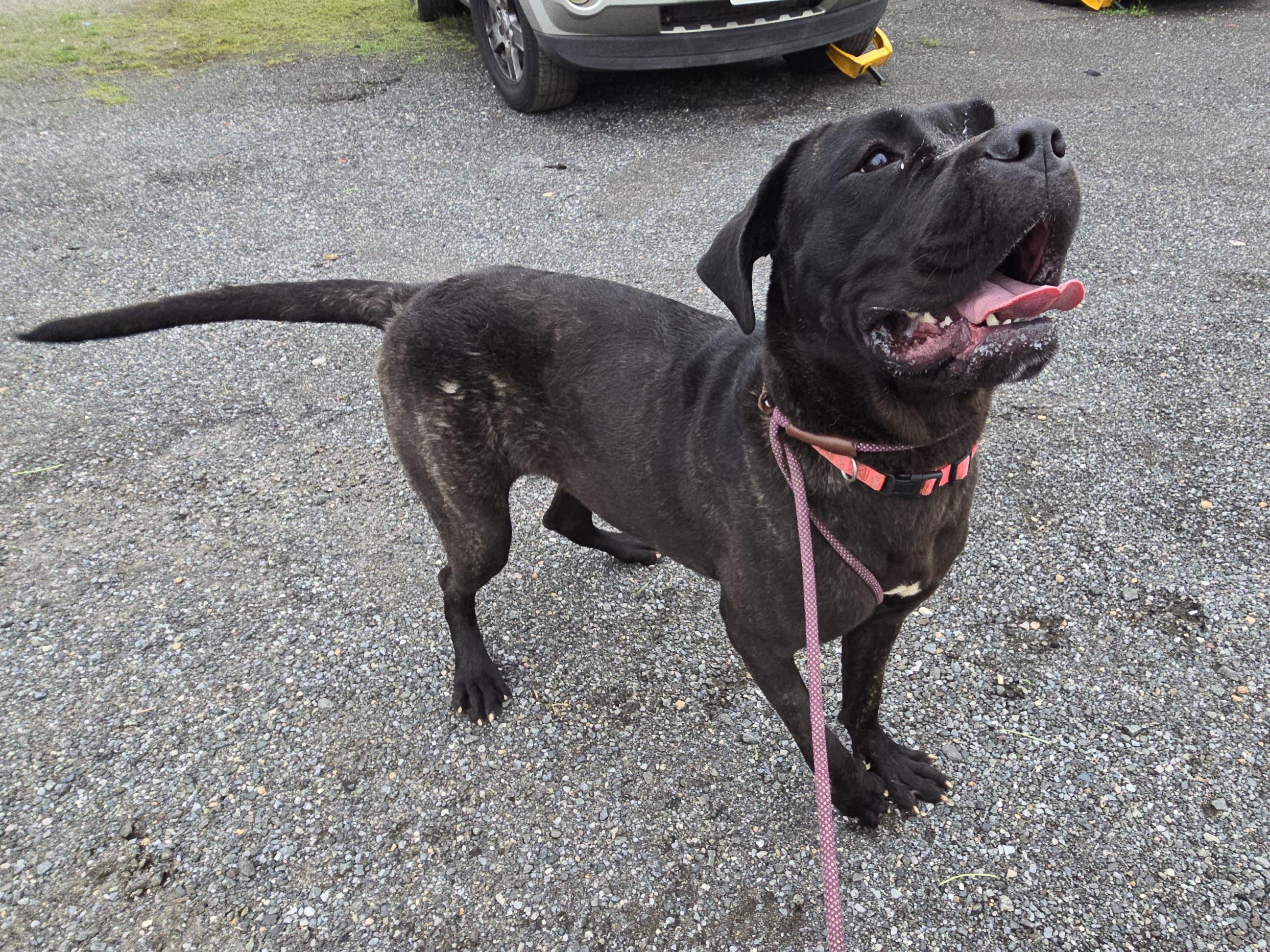 Lulu, an adoptable Bullmastiff in Trenton, NJ, 08609 | Photo Image 3