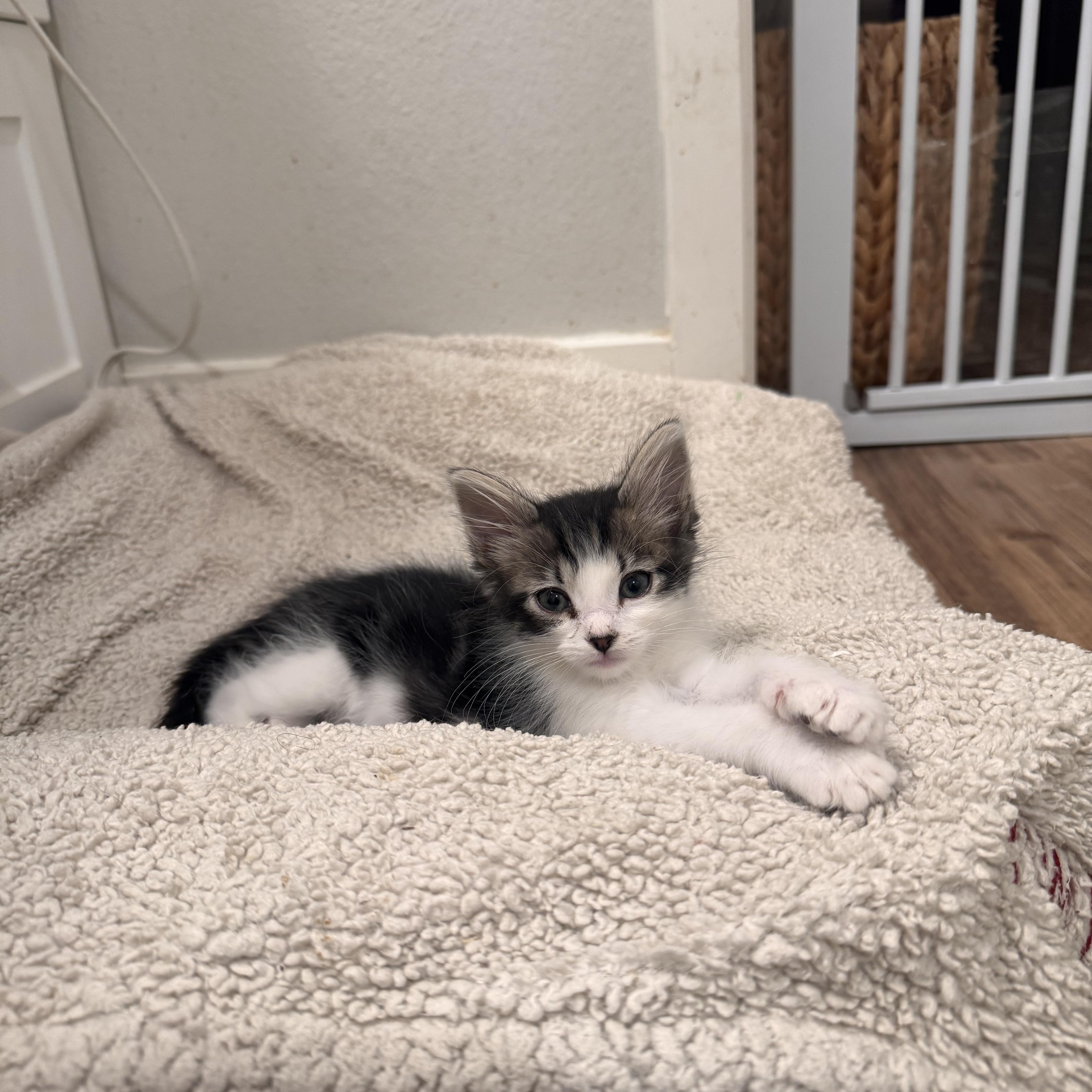 Lacey, Adoptable, Kitten Female Domestic Long Hair.