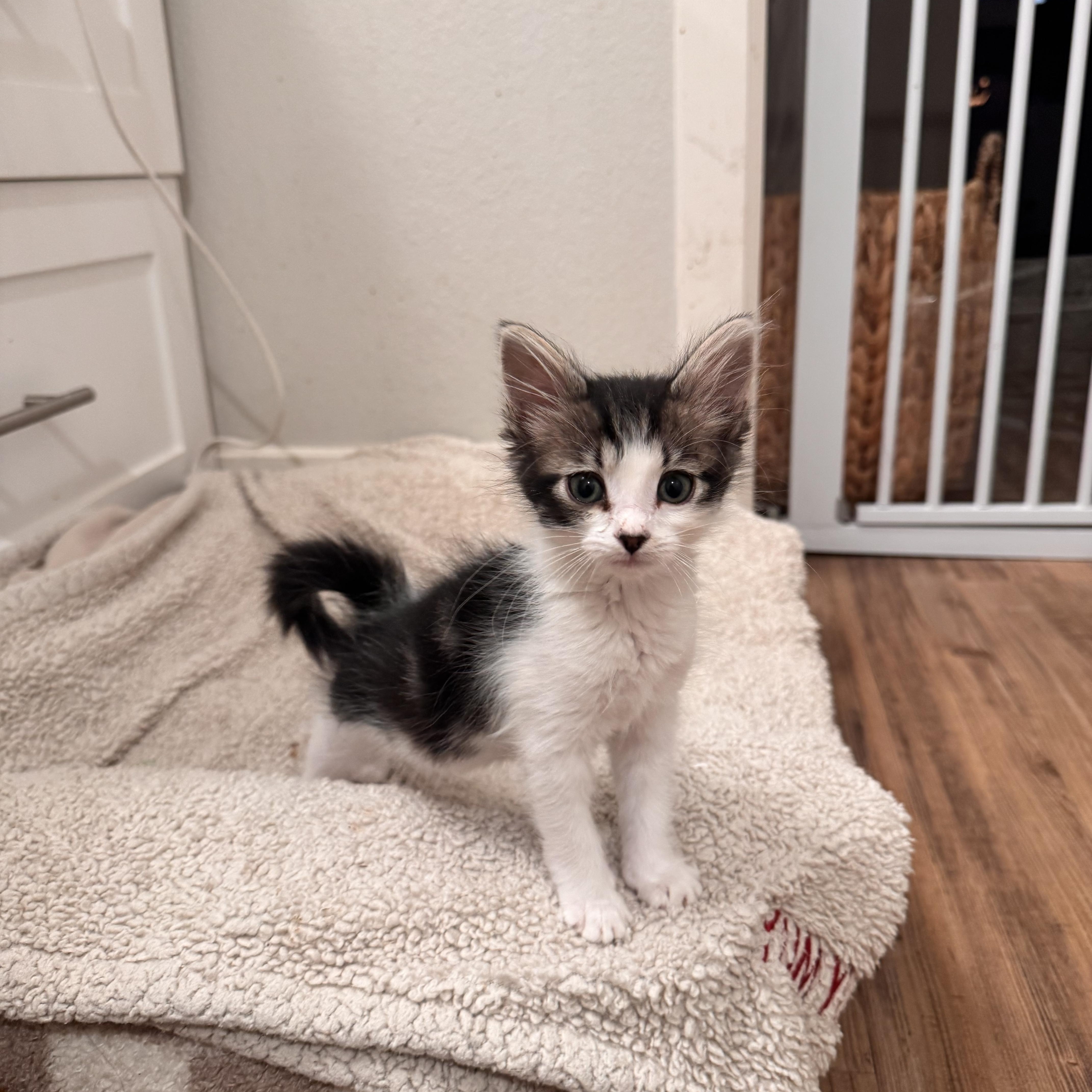 Lacey, a Adoptable Domestic Long Hair in San Diego, CA image 2/2