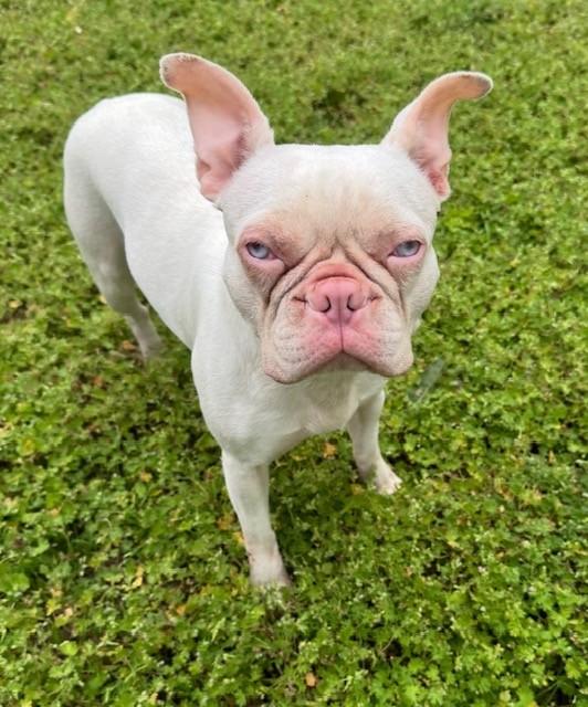 Enlarge Teagan, a ADOPTABLE mixed breed in Cushing, OK image 2/4