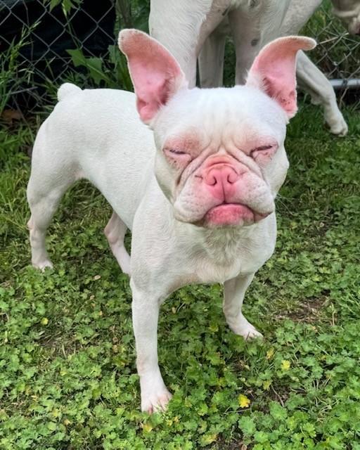 Enlarge Teagan, a ADOPTABLE mixed breed in Cushing, OK image 4/4