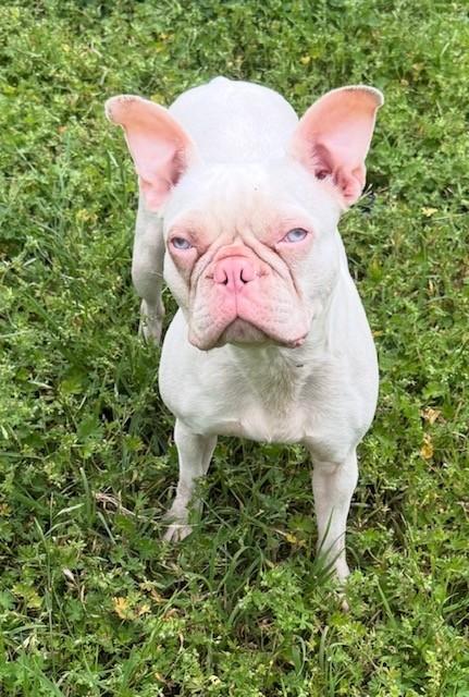 Enlarge Teagan, a ADOPTABLE mixed breed in Cushing, OK image 3/4