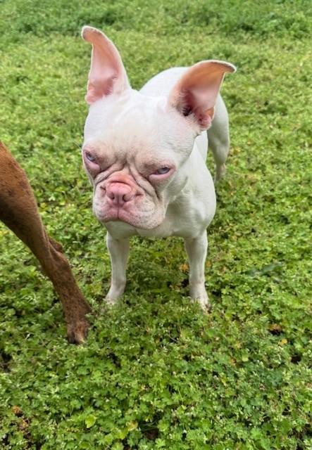 Teagan, ADOPTABLE, Adult Female Boston Terrier & French Bulldog.