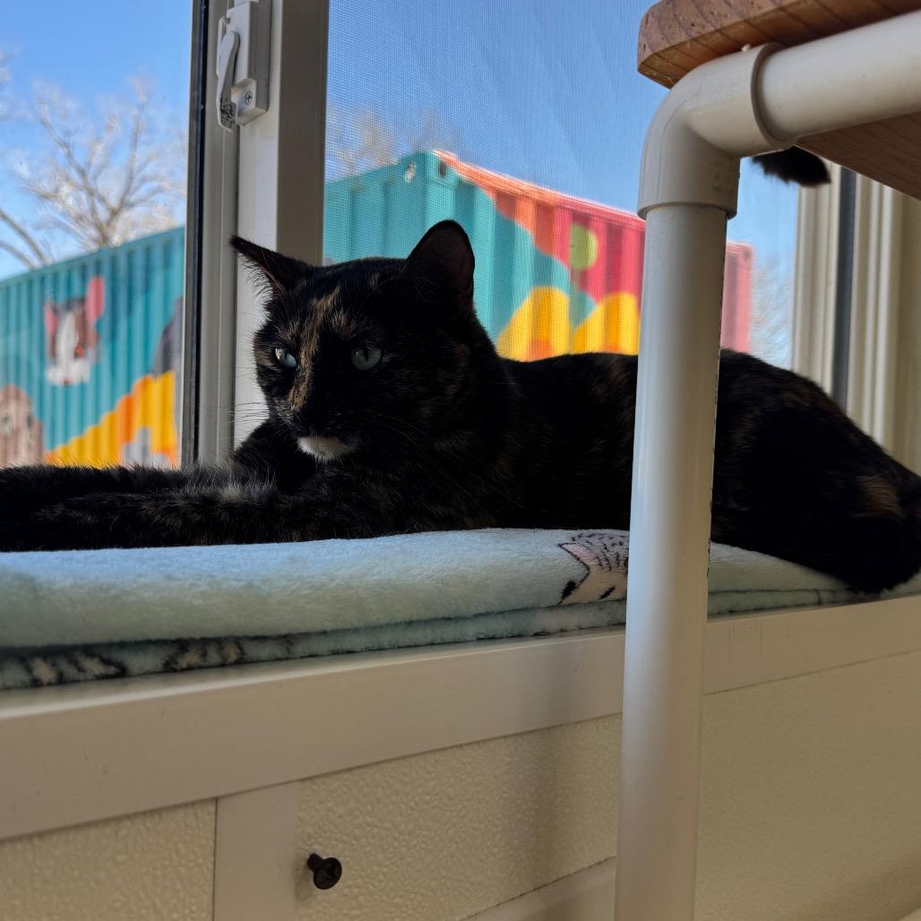 Spice, Adoptable, Adult Female Domestic Short Hair.
