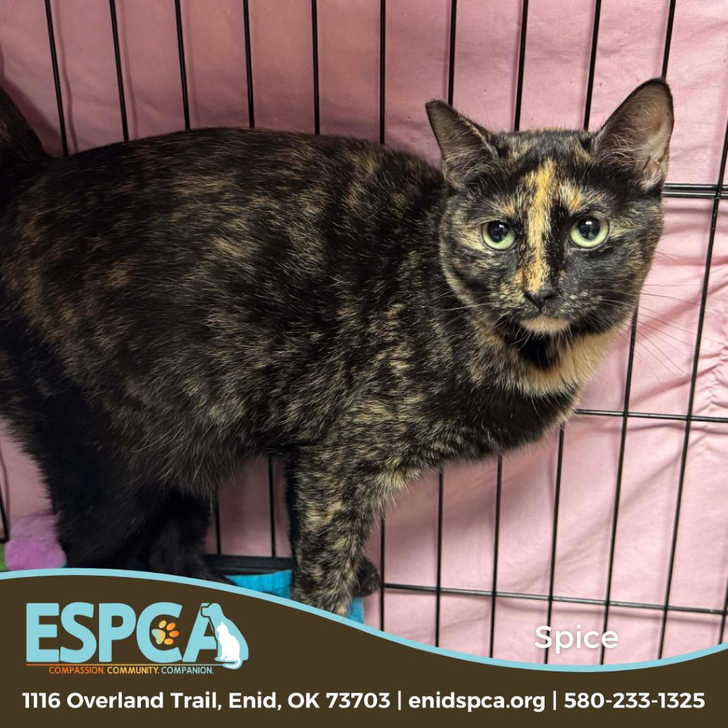 Spice, Adoptable, Adult Female Domestic Short Hair.