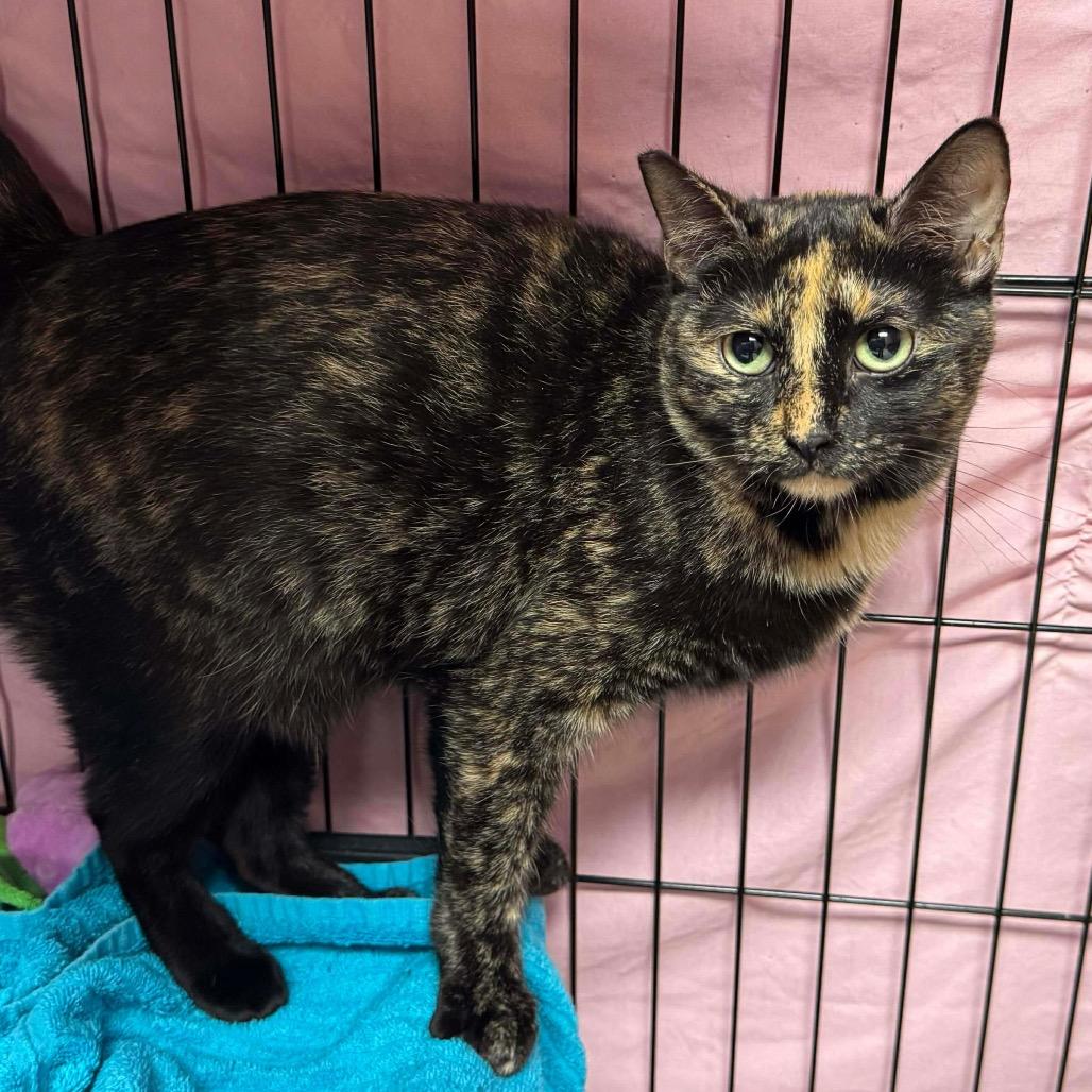 Spice, a Adoptable Domestic Short Hair in Enid, OK image 2/2