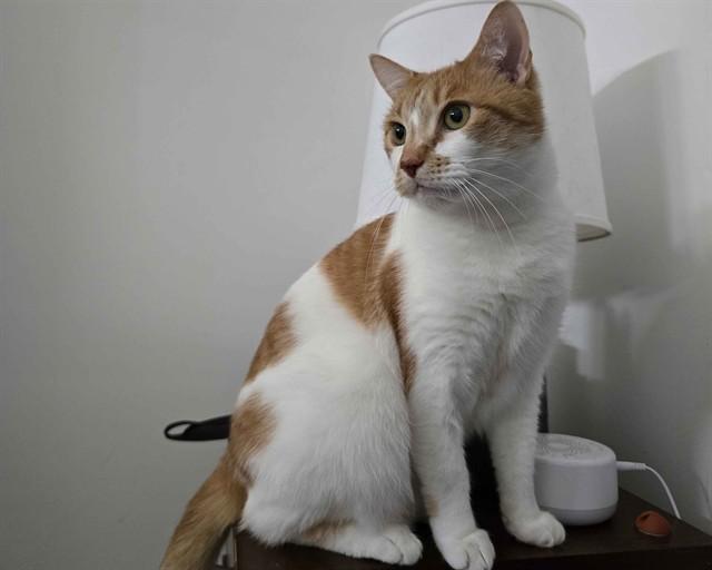 REID, Adoptable, Senior Male Domestic Short Hair.