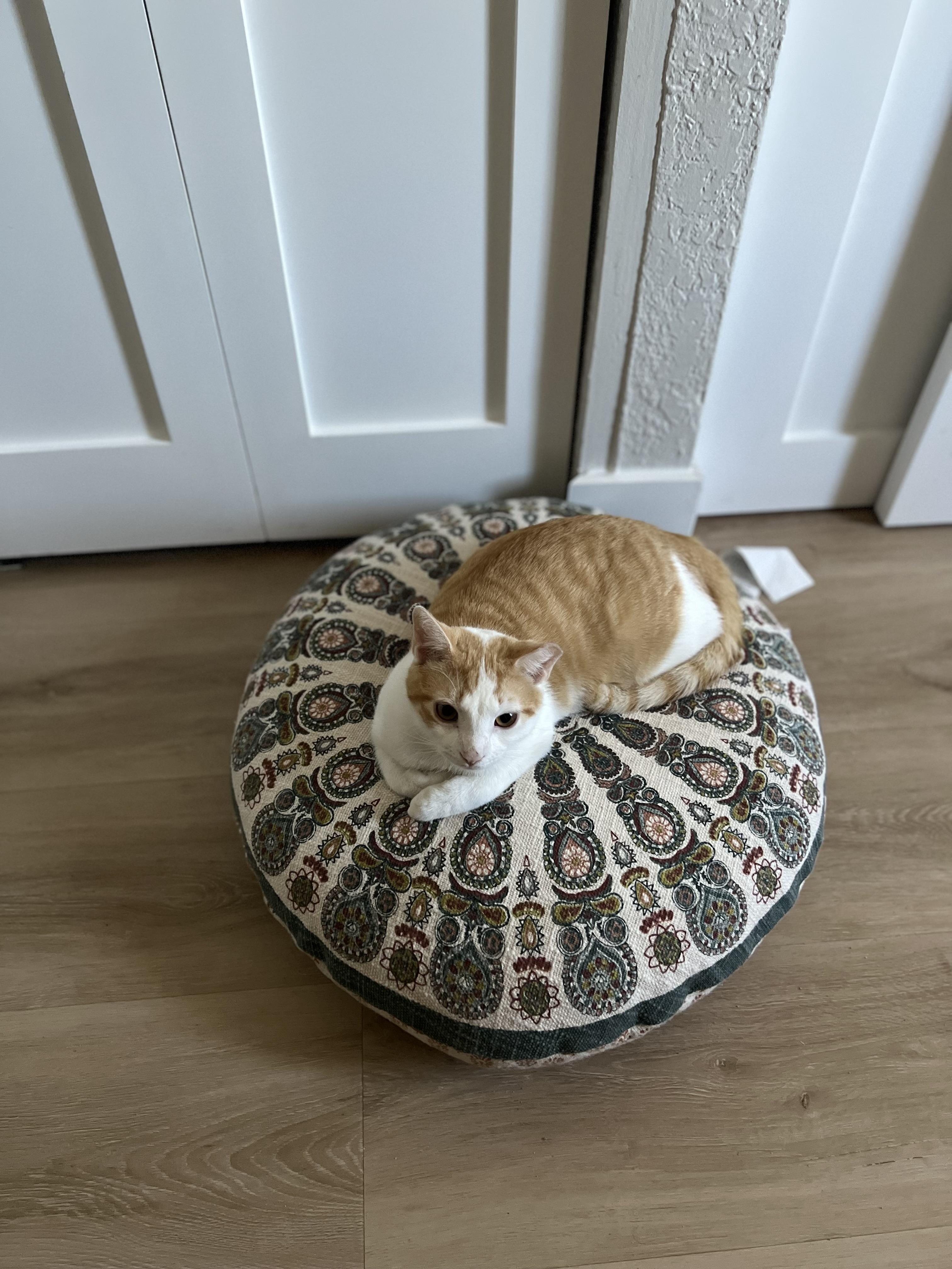 Enlarge Honey baked ham and chicken , a ADOPTABLE Domestic Short Hair in Tampa, FL image 2/5