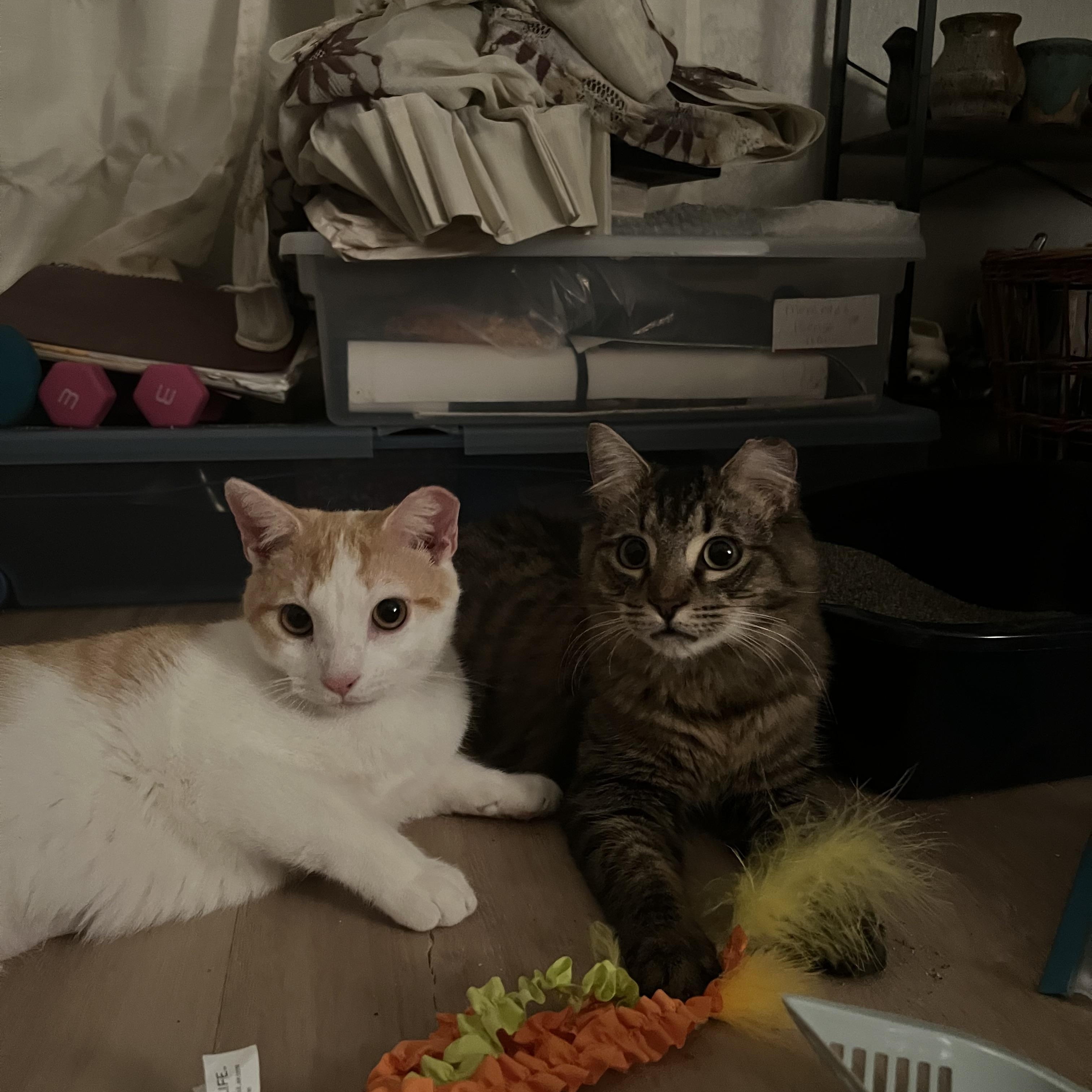 Enlarge Honey baked ham and chicken , a ADOPTABLE Domestic Short Hair in Tampa, FL image 5/5