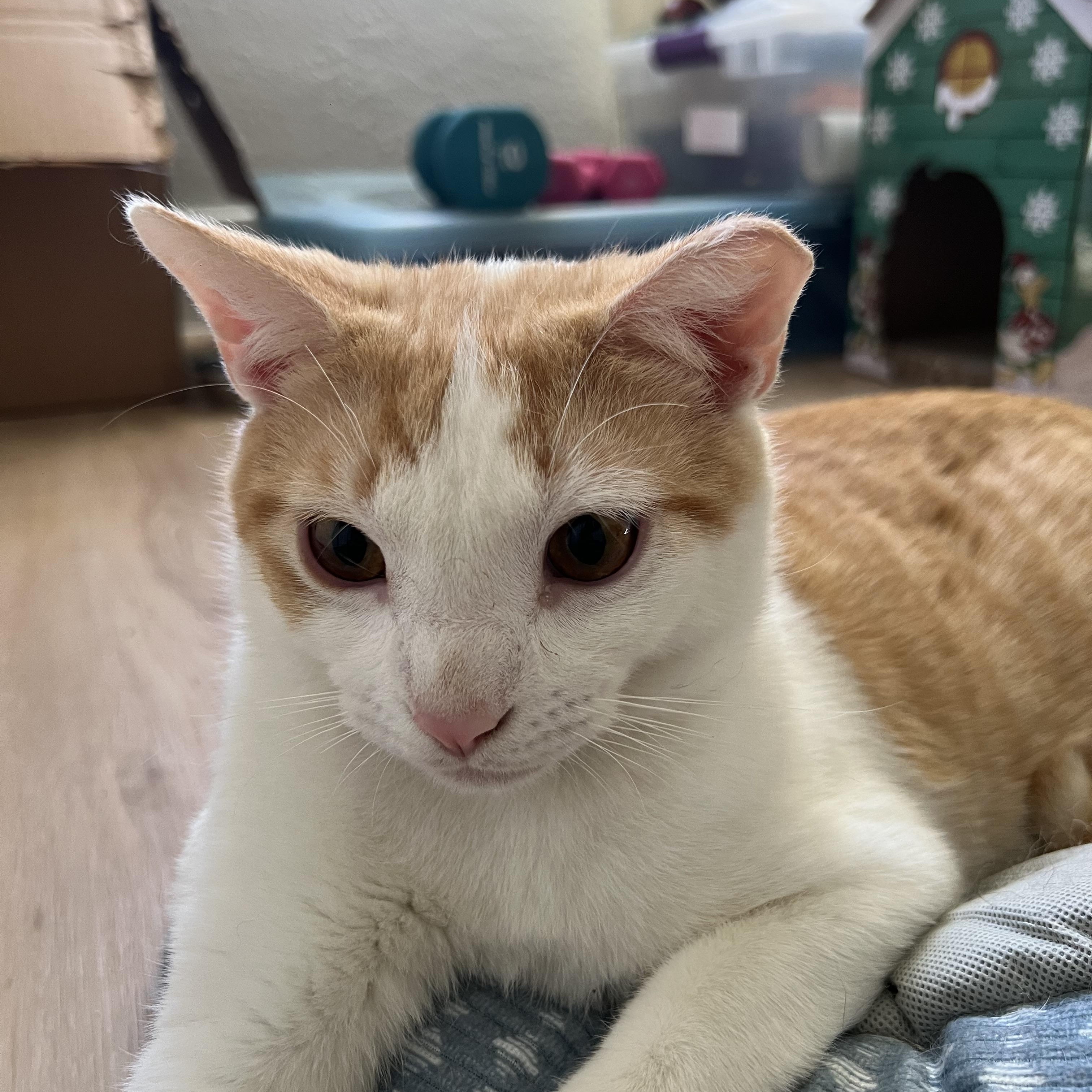 Enlarge Honey baked ham and chicken , a ADOPTABLE Domestic Short Hair in Tampa, FL image 4/5