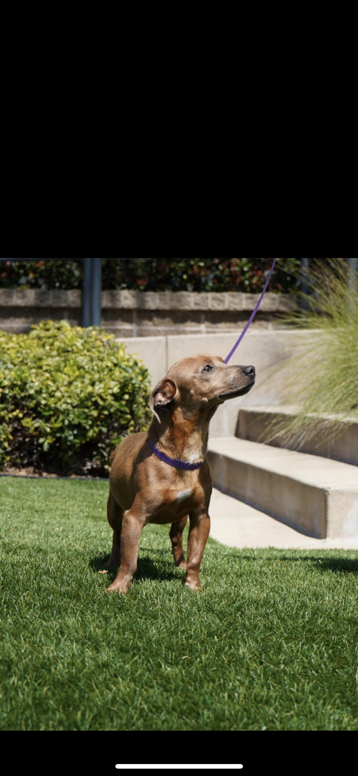 Gin Gin, Adult Male unknown