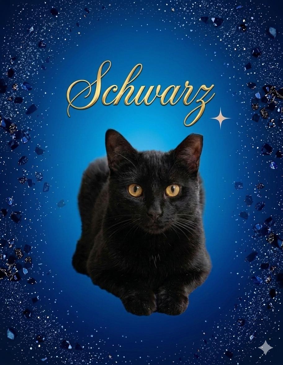Enlarge Schwarz and Sandee, a Adoptable mixed breed in Houston, TX image 1/5