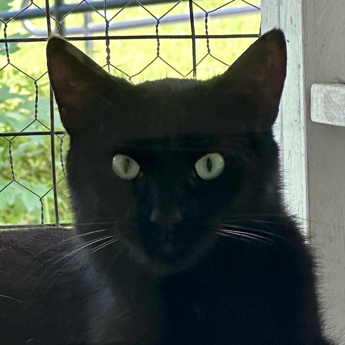 Bailey, Young Female Domestic Short Hair