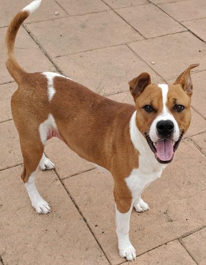 Brisko, Adoptable, Adult Male Terrier & Mixed Breed.