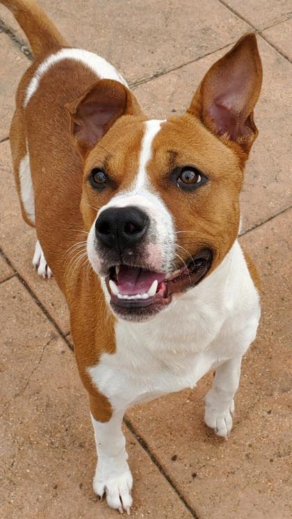 Enlarge Brisko, a Adoptable mixed breed in Shreveport, LA image 2/3