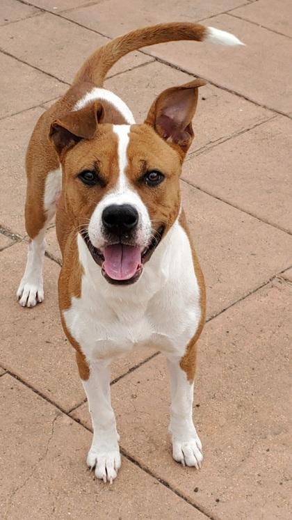 Enlarge Brisko, a Adoptable mixed breed in Shreveport, LA image 3/3
