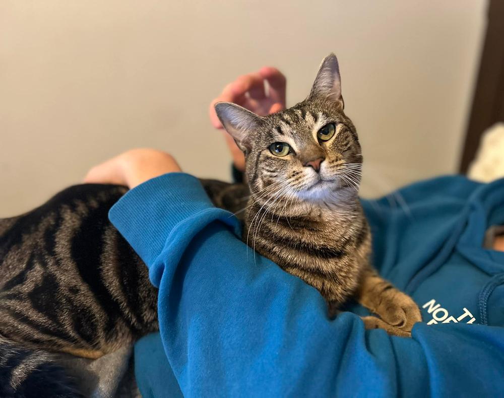 Enlarge Smitty Orchard 8, a Adoptable Domestic Short Hair in Mount Laurel, NJ image 1/6