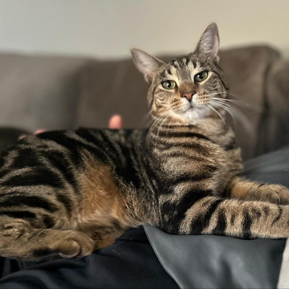 Enlarge Smitty Orchard 8, a Adoptable Domestic Short Hair in Mount Laurel, NJ image 2/6