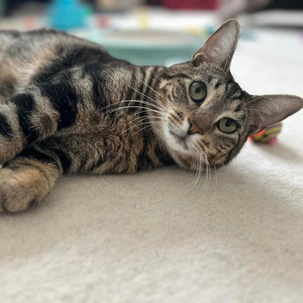 Smitty Orchard 8, Adoptable, Young Male Domestic Short Hair.