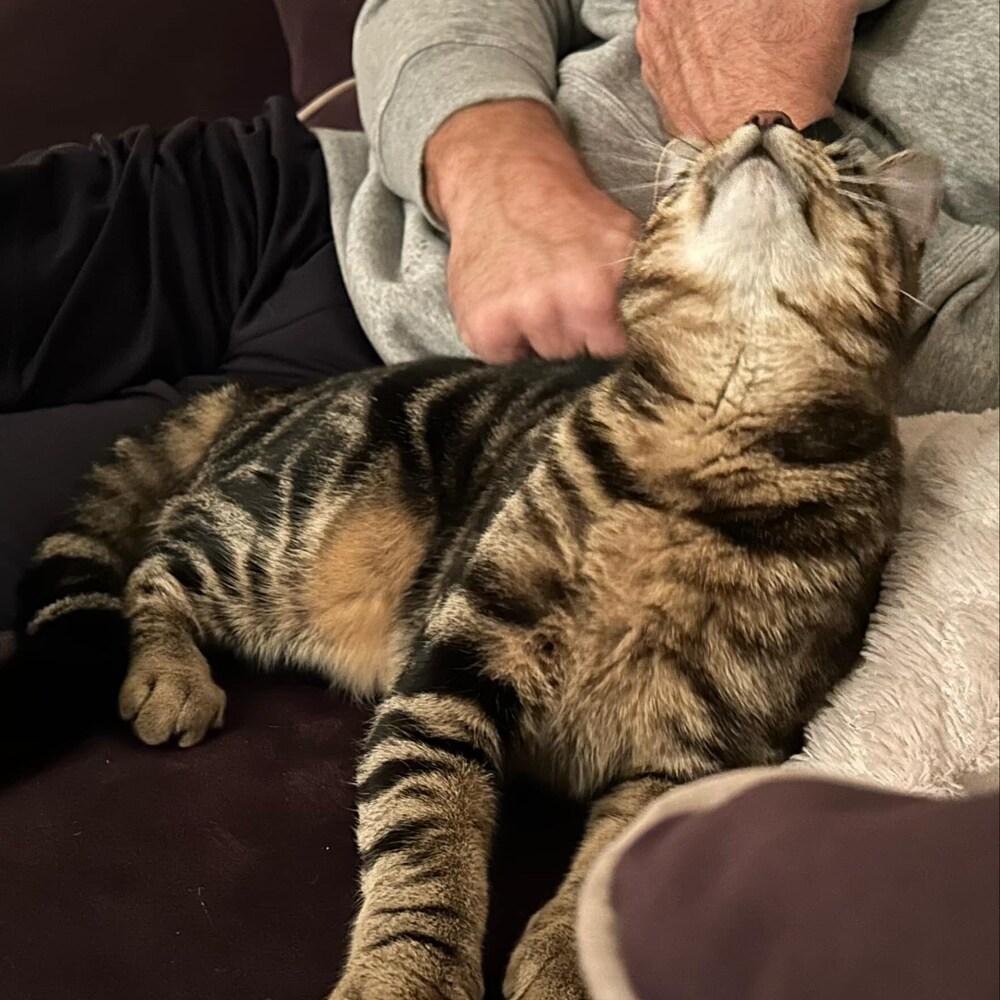 Enlarge Smitty Orchard 8, a Adoptable Domestic Short Hair in Mount Laurel, NJ image 4/6