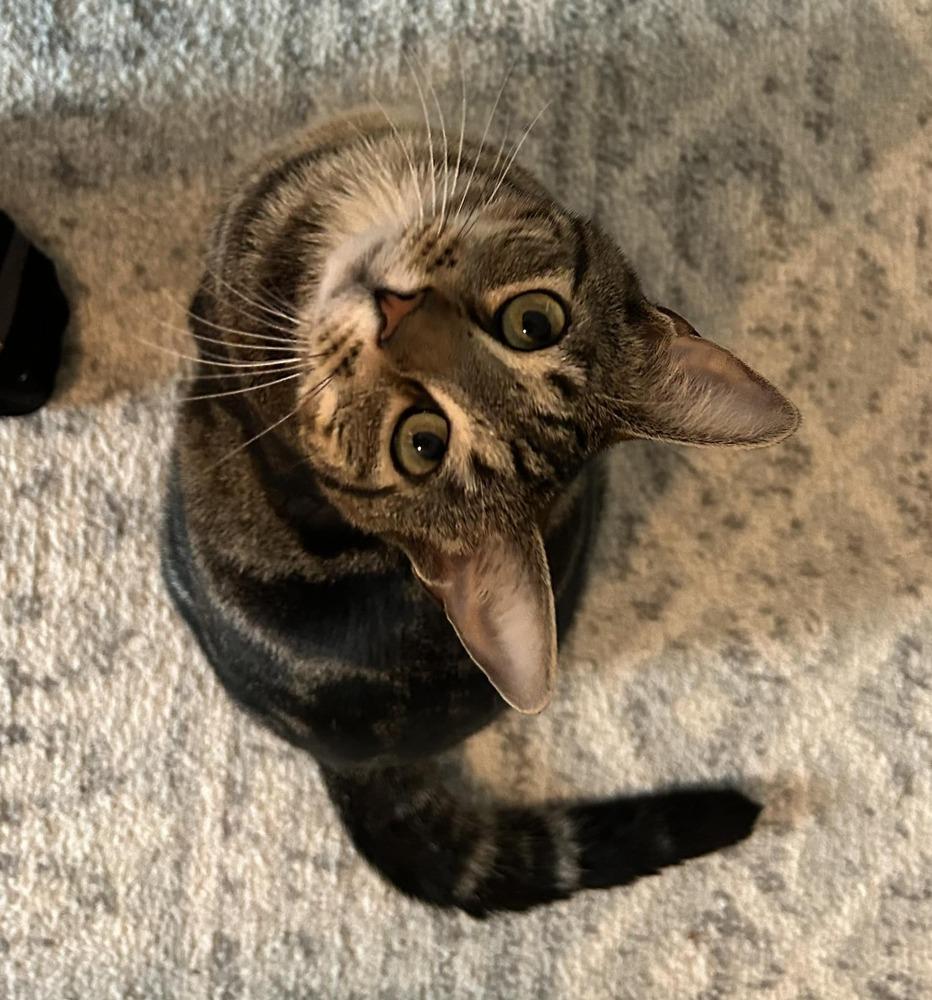 Enlarge Smitty Orchard 8, a Adoptable Domestic Short Hair in Mount Laurel, NJ image 5/6