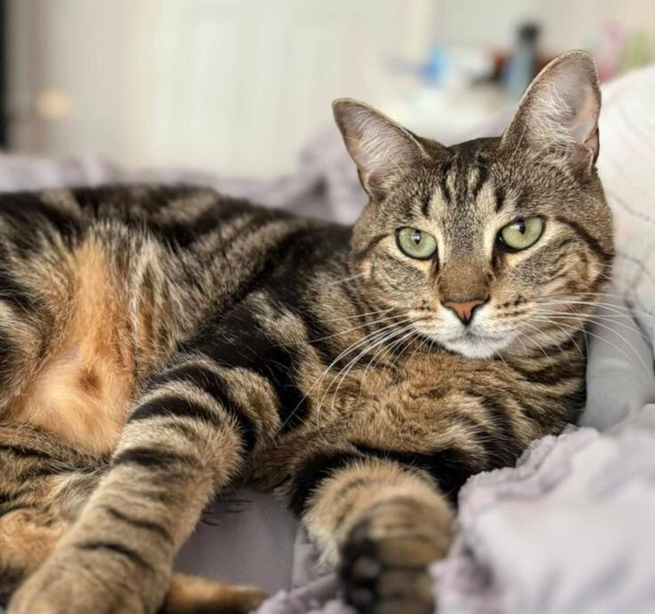 Enlarge Smitty Orchard 8, a Adoptable Domestic Short Hair in Mount Laurel, NJ image 6/6